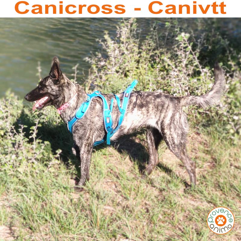 Baudrier Canyon - I-DOG - ceinture de canicross – Provence Animo