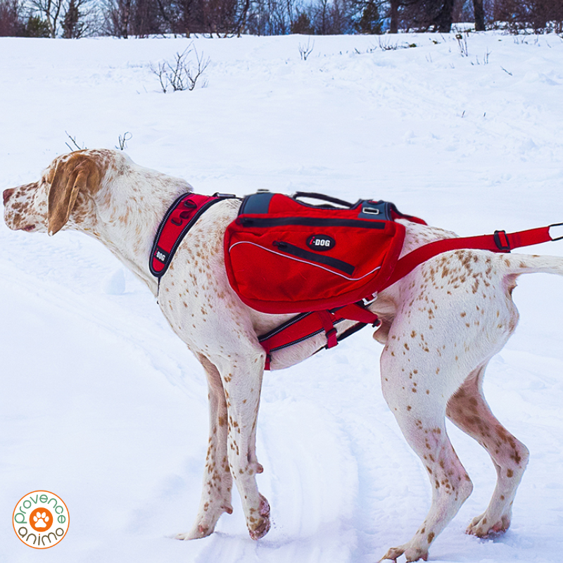 ONE - Harnais Canicross pour grand chien X-Back idog