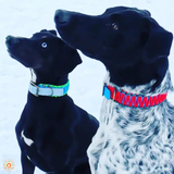 Collier chien BIOTHANE tressé Paracord - Fontvieille - A créer soi-même !