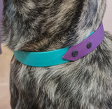 Collier pour chien bicolore BIOTHANE- A créer soi même ! REF PAU