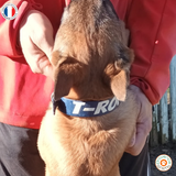 Collier pour chien en biothane uni - REF AVIGNON - Coloris au choix