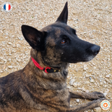Collier pour chien CORDE/BIOTHANE - REF ANGERS - Coloris au choix