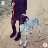 Collier pour chien en biothane uni - REF AVIGNON - Coloris au choix
