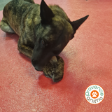 Fromage pour chien -  appelé fromage de yak