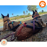 harnais de traction NON STOP DOGWEAR - nansen nome 5.0