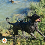 harnais de traction NON STOP DOGWEAR - nansen nome 5.0