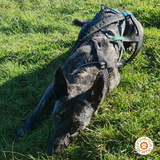 harnais de traction NON STOP DOGWEAR - nansen nome 5.0