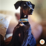 Collier chien BIOTHANE tressé Paracord avec marquage - Venise - A créer soi-même !