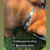 Collier chiots/chatons ANTI TIQUE perles de céramique EM - REF BALI
