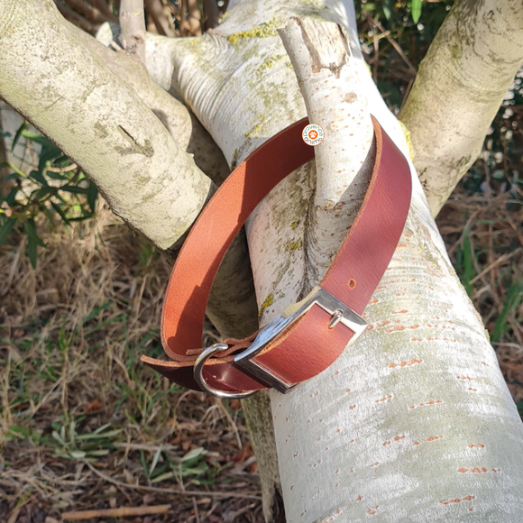 Collier Cuir Marron pour chien