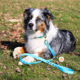 Collier pour chien en biothane uni - REF AVIGNON - Coloris au choix