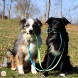 Collier pour chien bicolore BIOTHANE- A créer soi même ! REF PAU