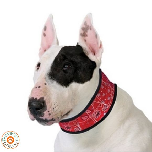 Collier rafraîchissant pour chien - Aqua coolkeeper -cooling collar