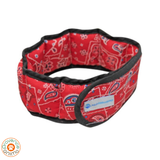Collier rafraîchissant pour chien - Aqua coolkeeper -cooling collar