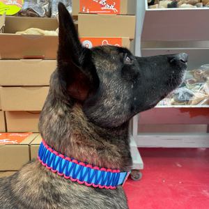 Collier chien BIOTHANE BLEU tressé Paracord Rose/Bleu Foncé