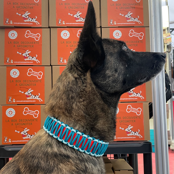 Collier chien BIOTHANE ORANGE tressé Paracord Bleu/Ciel