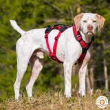 Harnais Confort Treck- I-DOG