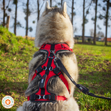 Harnais Confort Treck- I-DOG