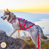 Harnais Confort Treck- I-DOG