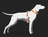 harnais de traction NON STOP DOGWEAR - nansen nome 5.0