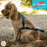 Harnais Open back - INLANDSIS spécial petit chien