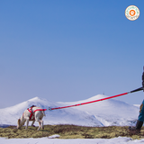 Longe de traction CONFORT TREK - I-DOG