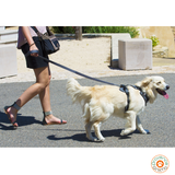 Laisse anti choc - I-DOG