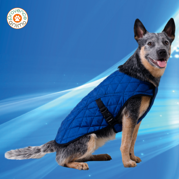 Manteau rafraîchissant pour chien - Aqua coolkeeper - Pet jacket