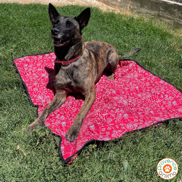 KASESSS Latex Tapis Rafraichissant Chat, 50x70cm Tapis