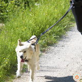 Harnais cani-jogging Style - UPKA